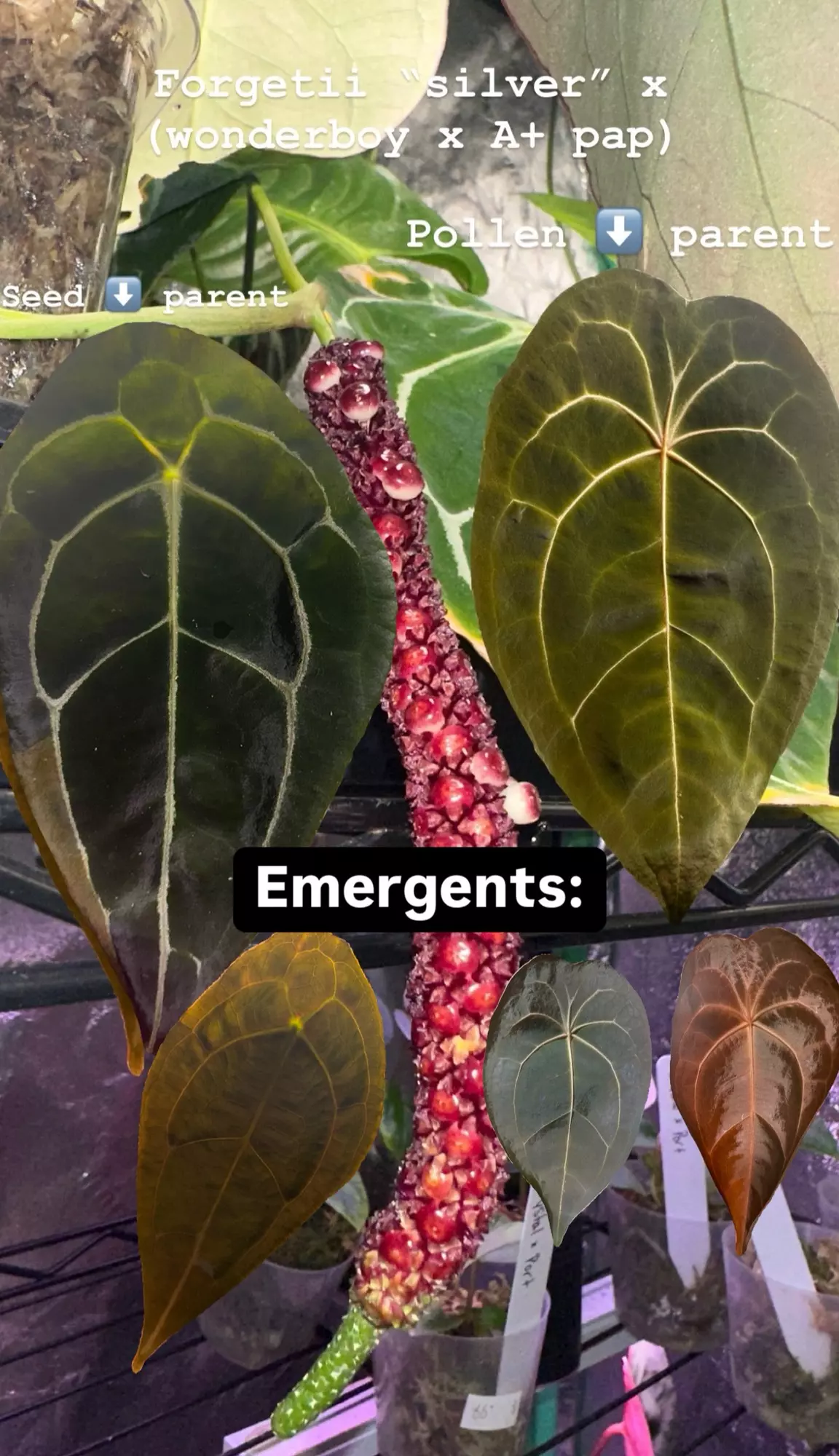 plant/Forgetii Silver X (Wonderboy x A+ Pap)-2