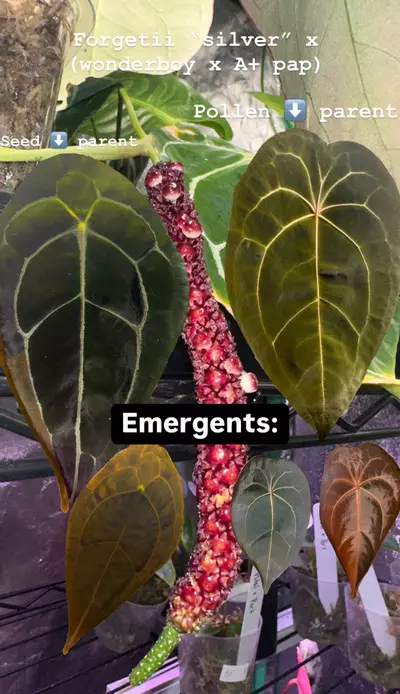 plant/Forgetii Silver X (Wonderboy x A+ Pap)-2-thumbnail