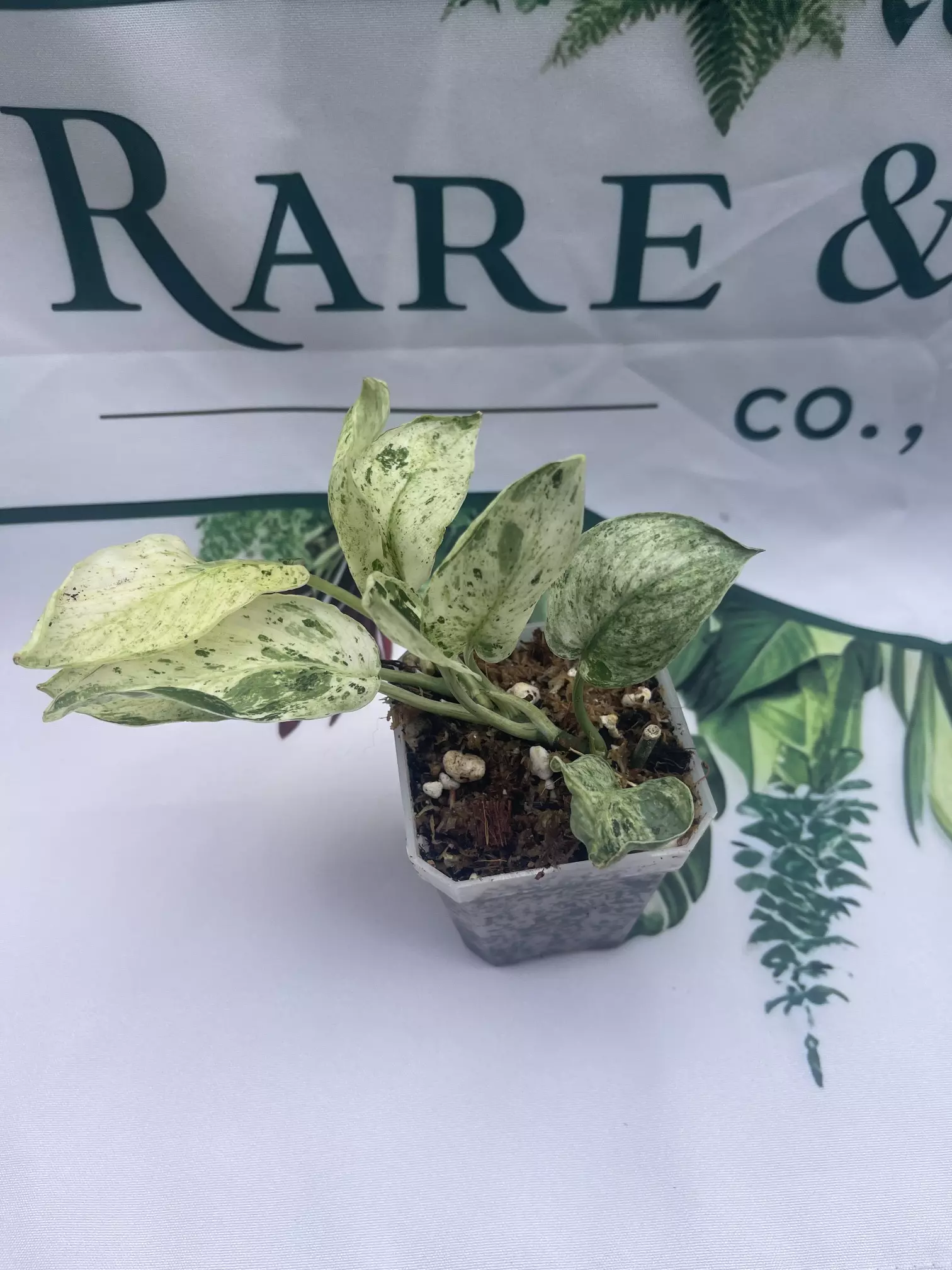plant/Scindapsus Jade Satin Marble-2