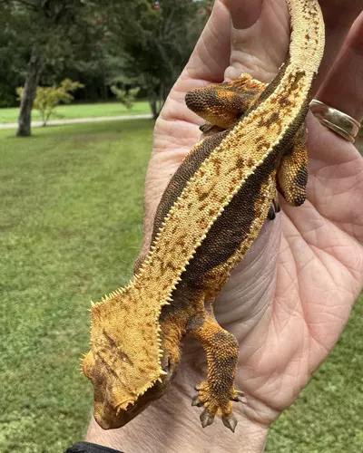plant/Female 26g White Tank Quad Stripe-0-thumbnail