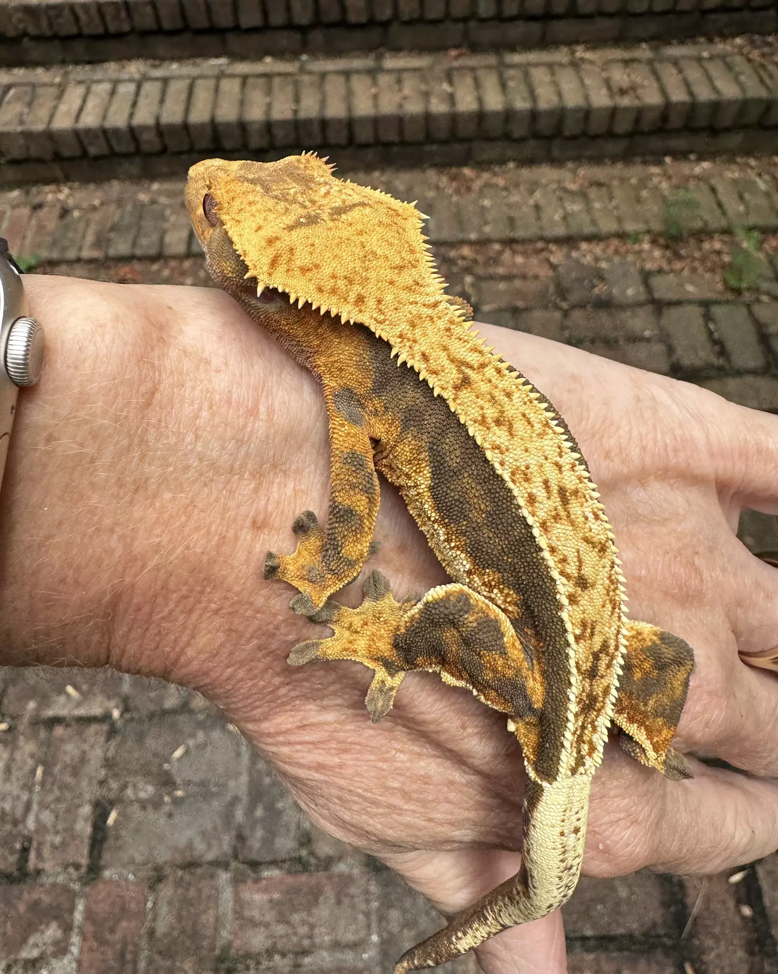 plant/Female 26g White Tank Quad Stripe-2