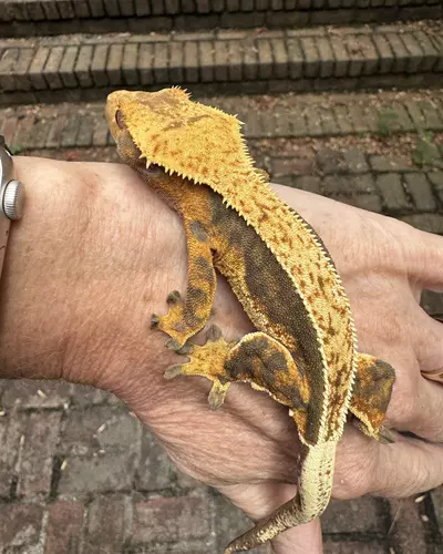 plant/Female 26g White Tank Quad Stripe-2-thumbnail