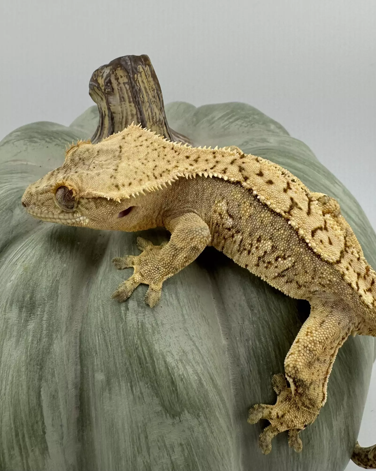 plant/GK3 Gekkonidazed 21g Male Yellow Harlequin-1