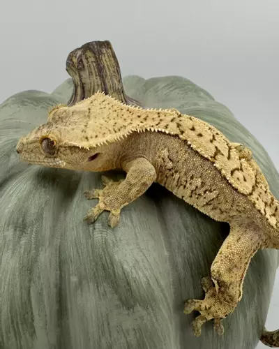 plant/GK3 Gekkonidazed 21g Male Yellow Harlequin-1-thumbnail