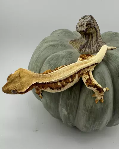 plant/18g NPV Lilly White-4-thumbnail