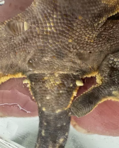 plant/AJD Nitro & BBBT 18g NPV Tangerine soft scale-2-thumbnail