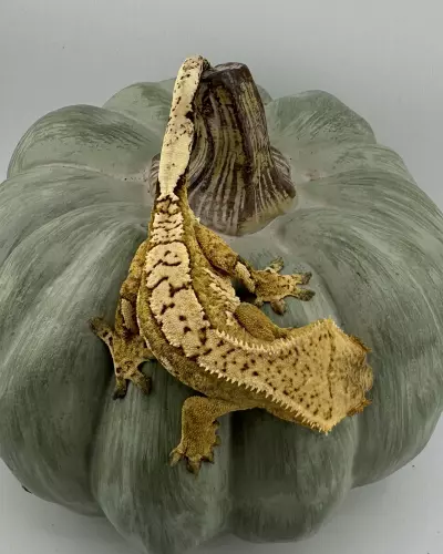 plant/GK3 Gekkonidazed 21g Male Yellow Harlequin-3-thumbnail