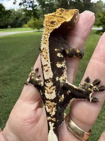 plant/CAMI02 20g Male from Paradise Cresties-3-thumbnail