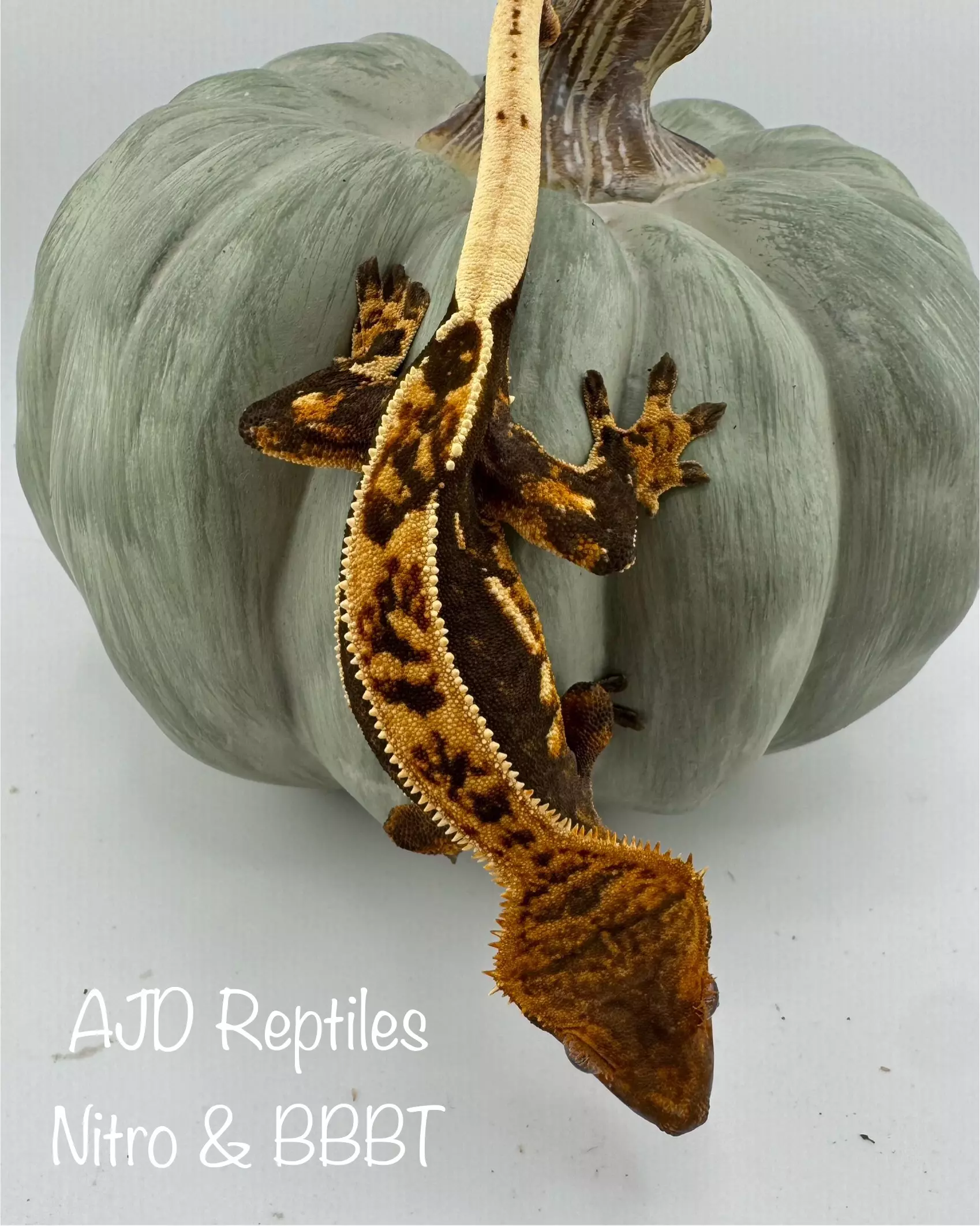 plant/AJD Nitro & BBBT 18g NPV Tangerine soft scale-0