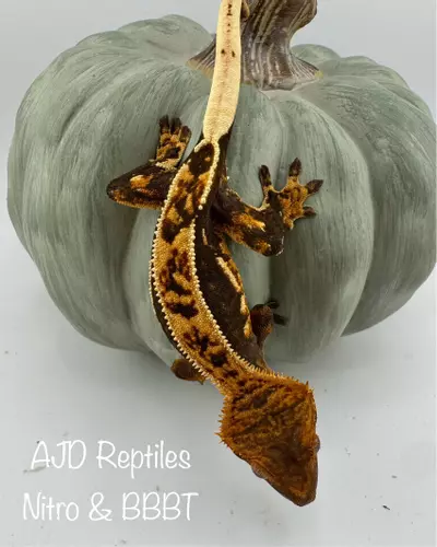 plant/AJD Nitro & BBBT 18g NPV Tangerine soft scale-0-thumbnail