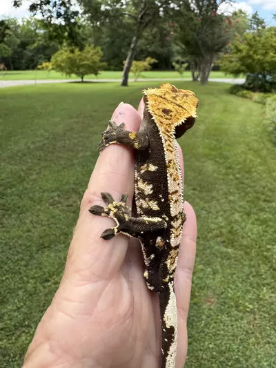plant/CAMI02 20g Male from Paradise Cresties-2-thumbnail