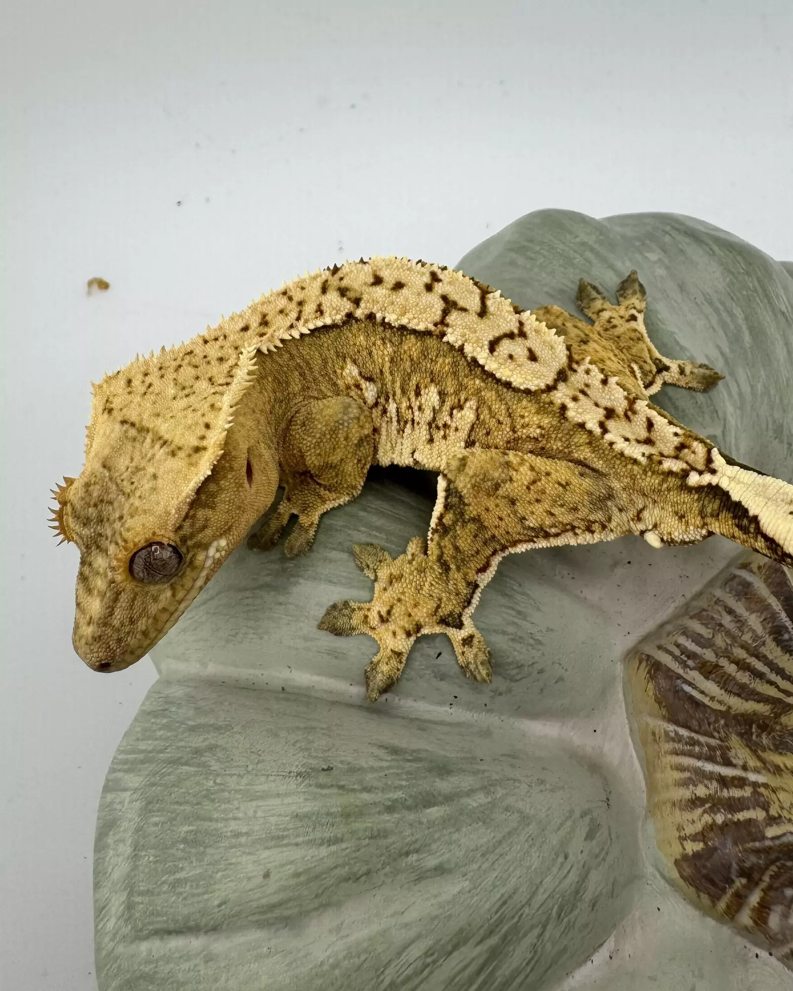 plant/GK3 Gekkonidazed 21g Male Yellow Harlequin-0