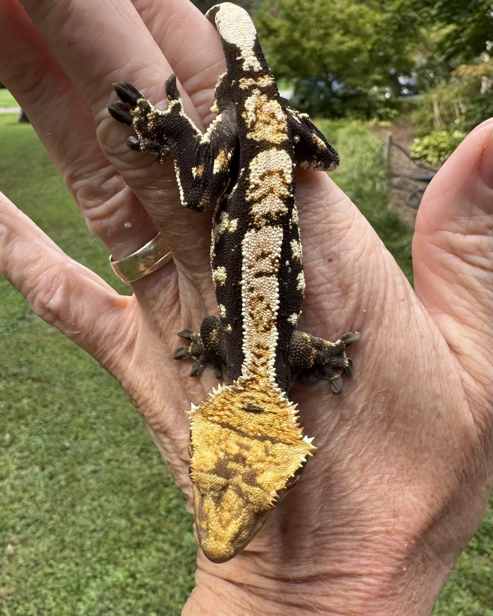 plant/CAMI02 20g Male from Paradise Cresties-1