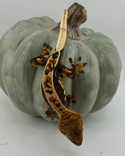 plant/AJD Nitro & BBBT 18g NPV Tangerine soft scale-3-thumbnail