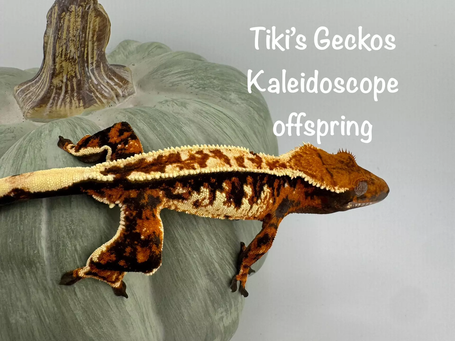 plant/Tiki’s Kaleidoscope 15g Male Tricolor-1