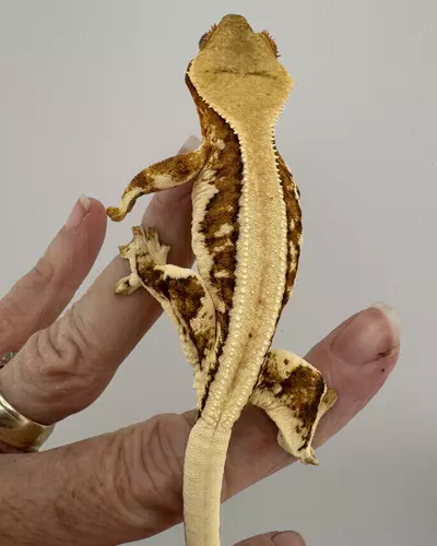 plant/18g NPV Lilly White-0-thumbnail