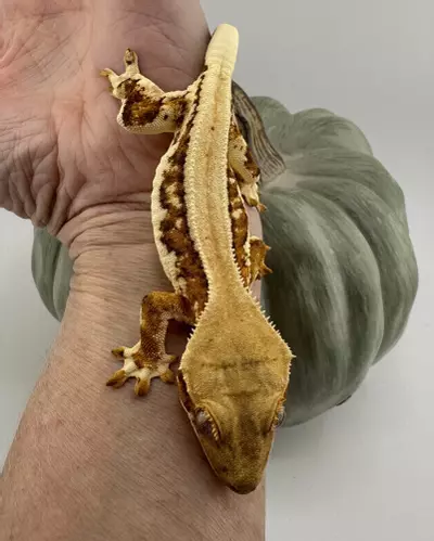 plant/18g NPV Lilly White-3-thumbnail