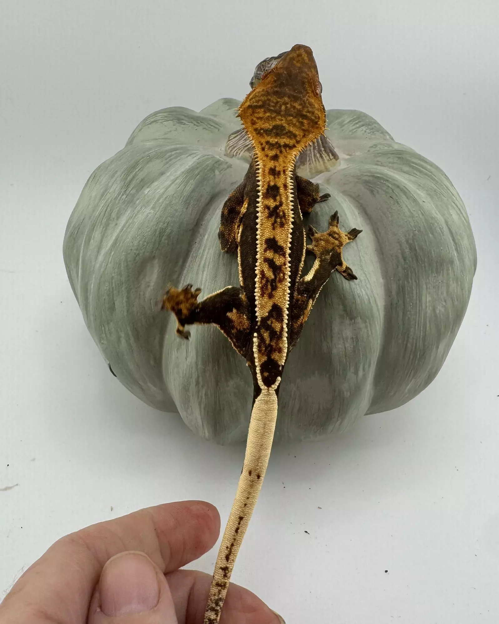 plant/AJD Nitro & BBBT 18g NPV Tangerine soft scale-1