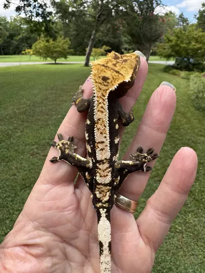 plant/CAMI02 20g Male from Paradise Cresties-4-thumbnail