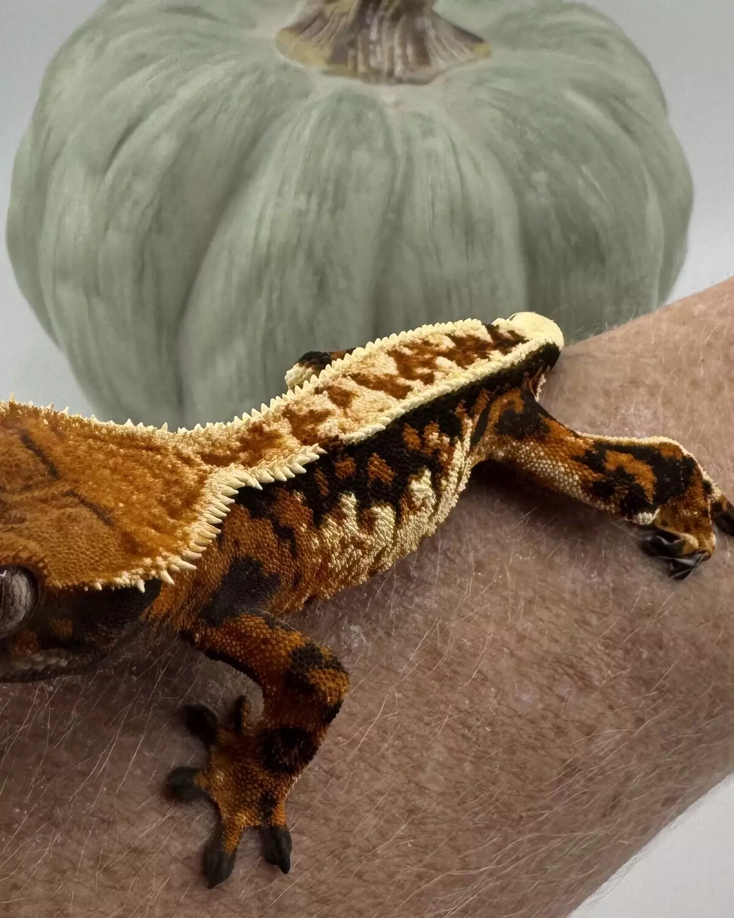 plant/Tiki’s Kaleidoscope 15g Male Tricolor-2