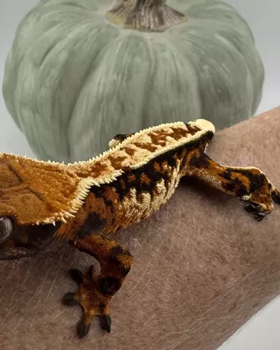 plant/Tiki’s Kaleidoscope 15g Male Tricolor-2-thumbnail