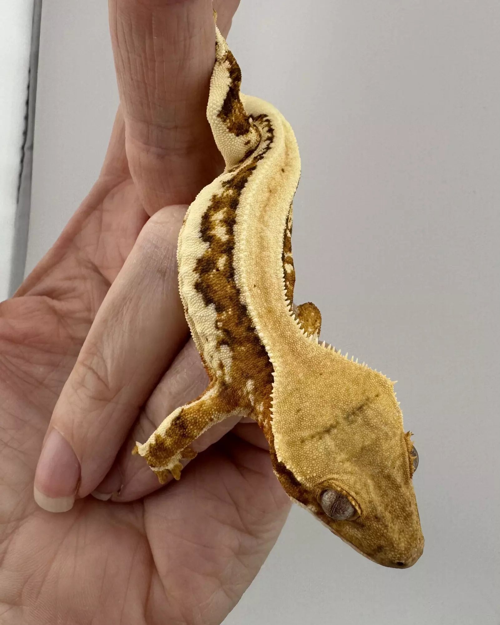 plant/18g NPV Lilly White-1