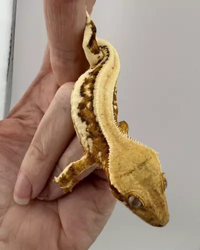 plant/18g NPV Lilly White-1-thumbnail