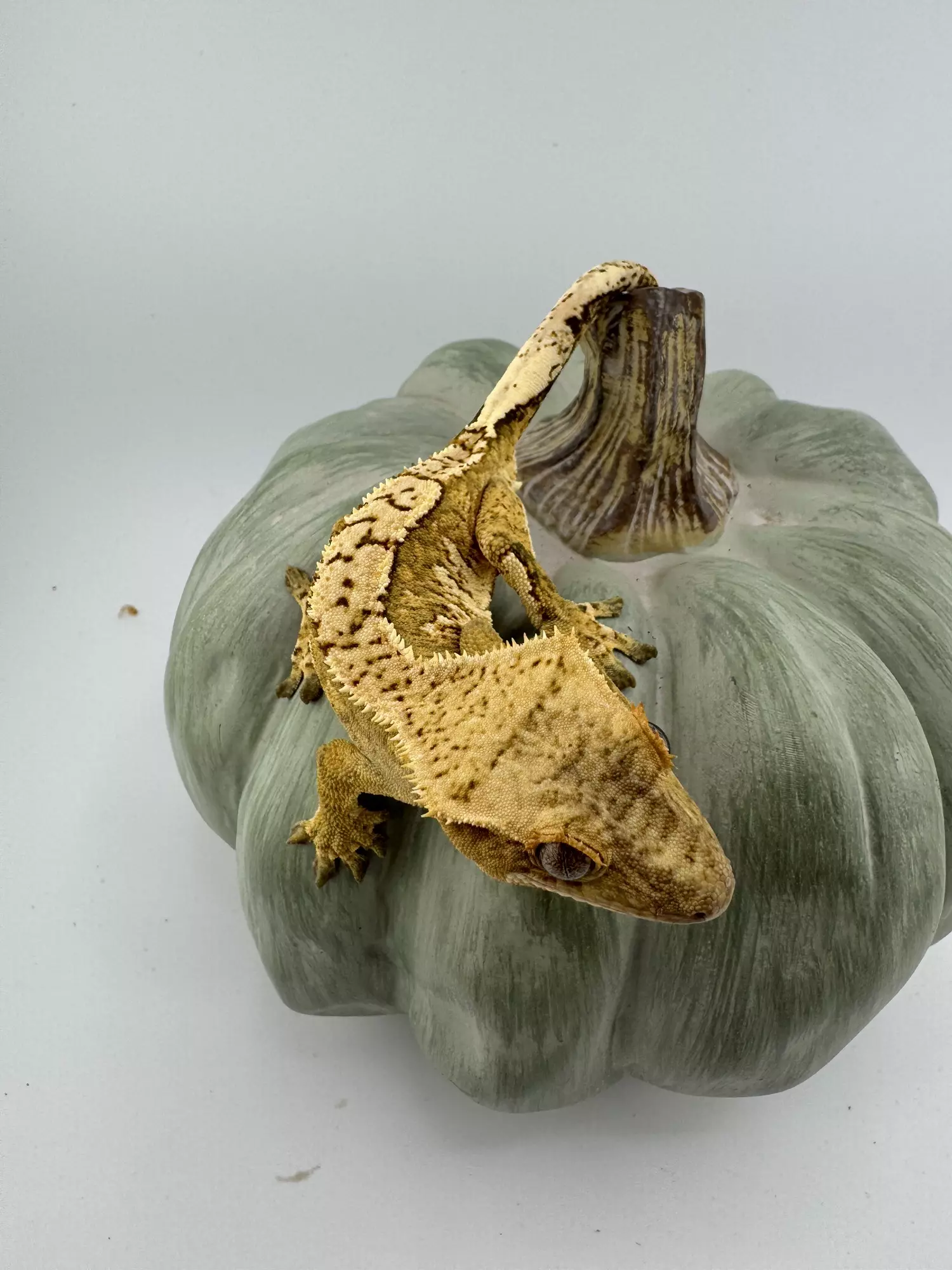 plant/GK3 Gekkonidazed 21g Male Yellow Harlequin-4