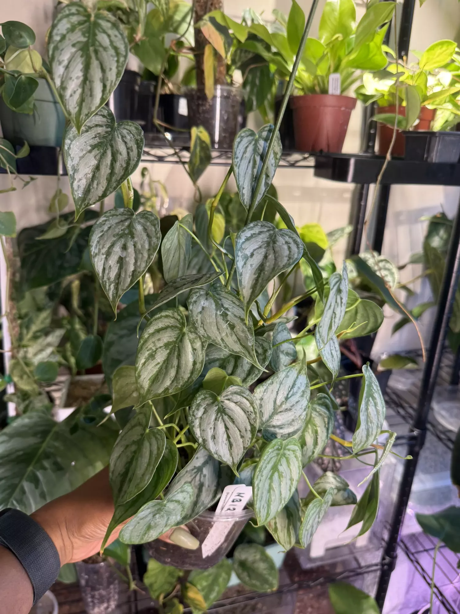 plant/Philodendron Brandtianum-0