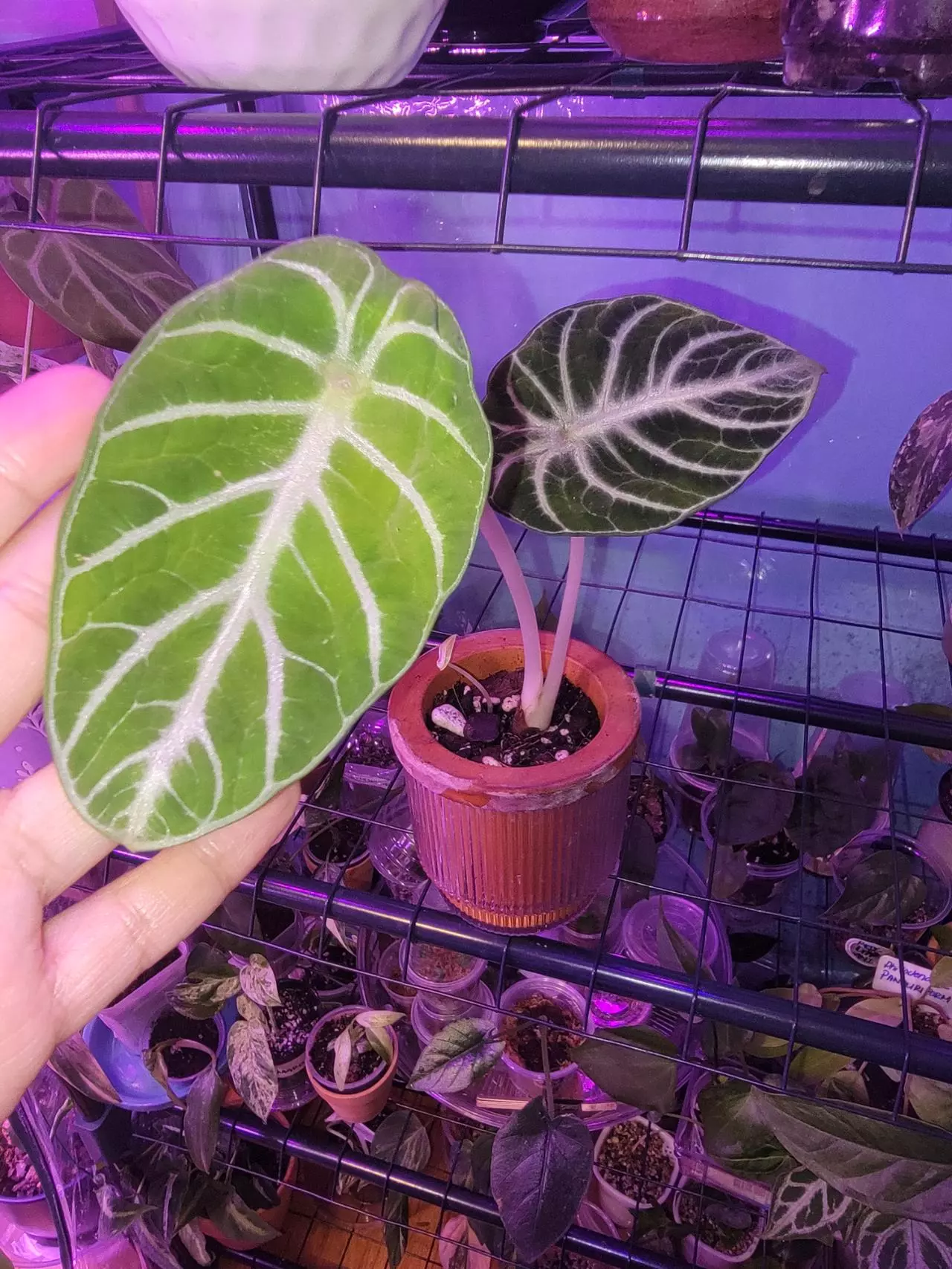 plant/Alocasia Ninja-3