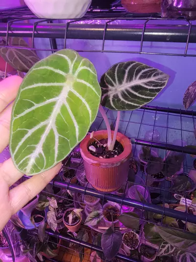 plant/Alocasia Ninja-3-thumbnail
