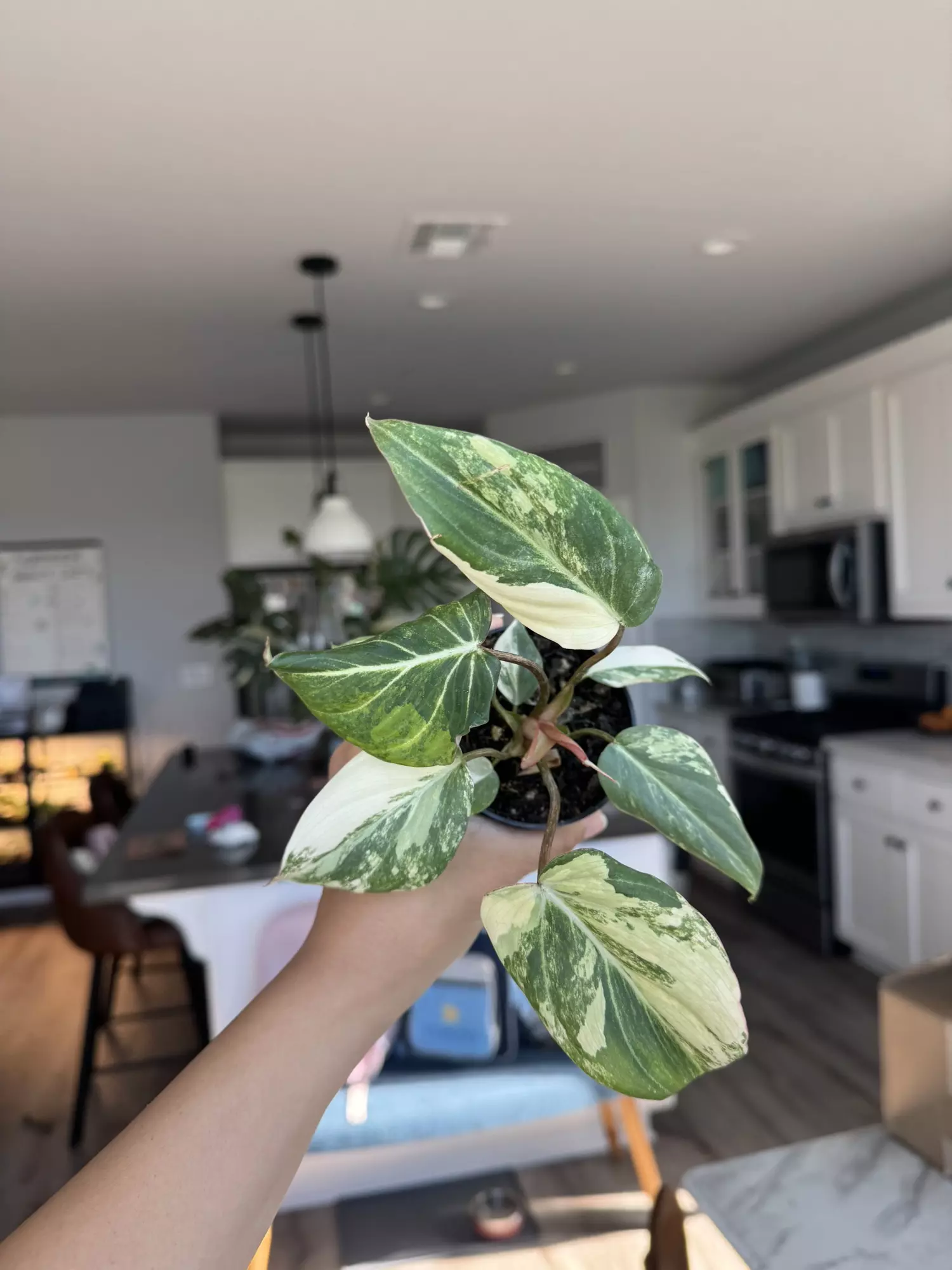 plant/Philodendron Gloriosum Var-0