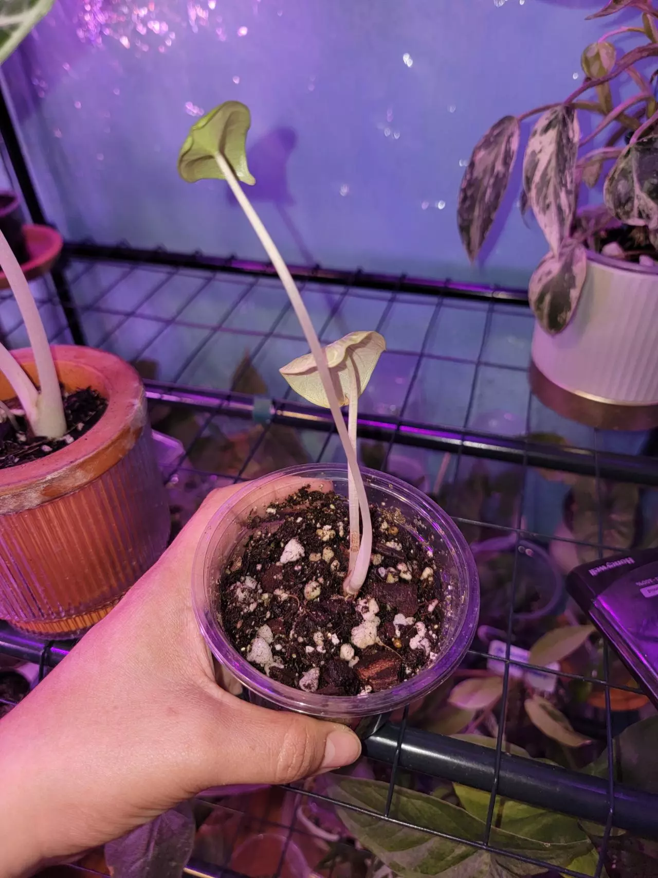 plant/Alocasia Ninja-1