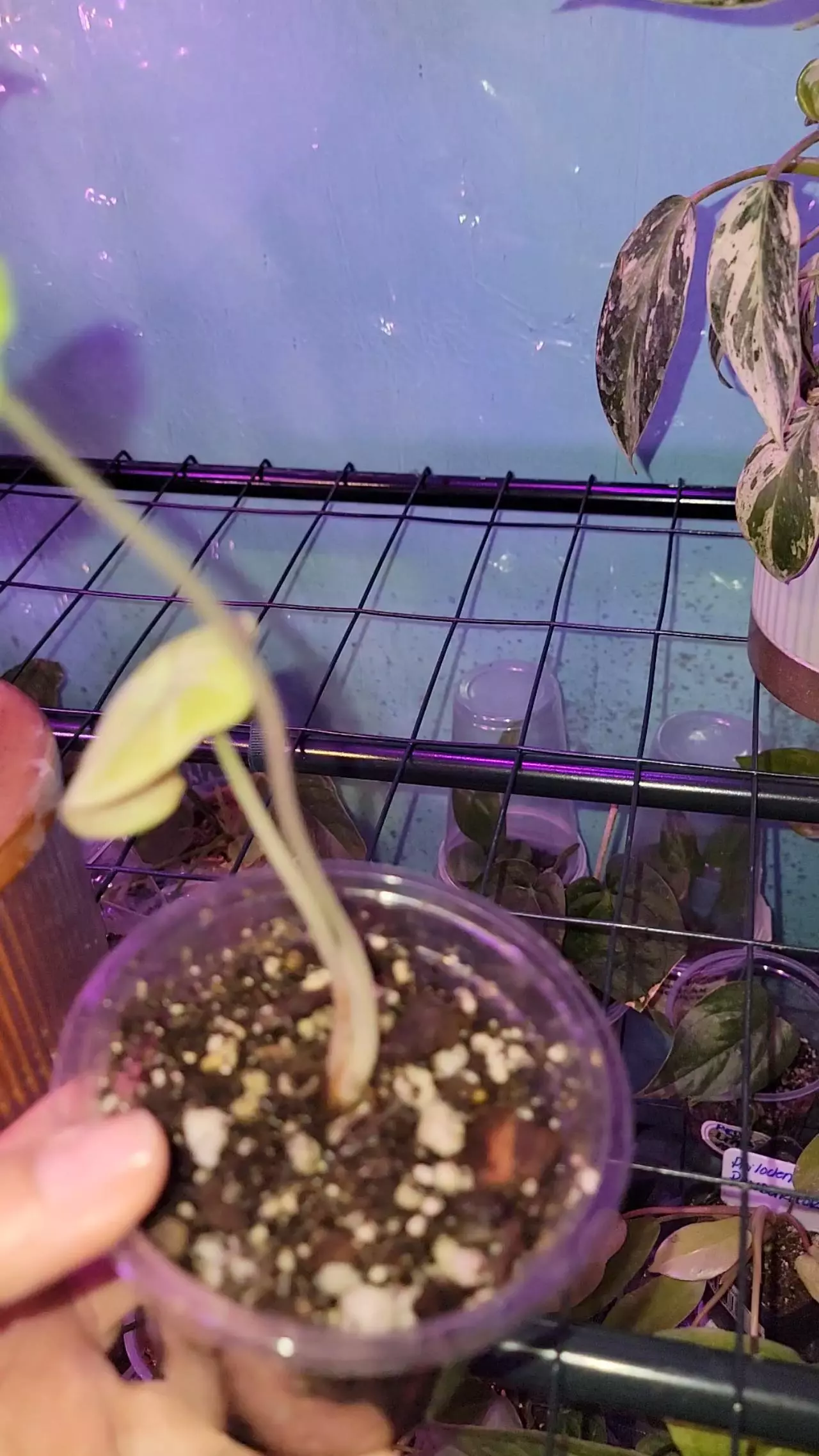 plant/Alocasia Ninja-0