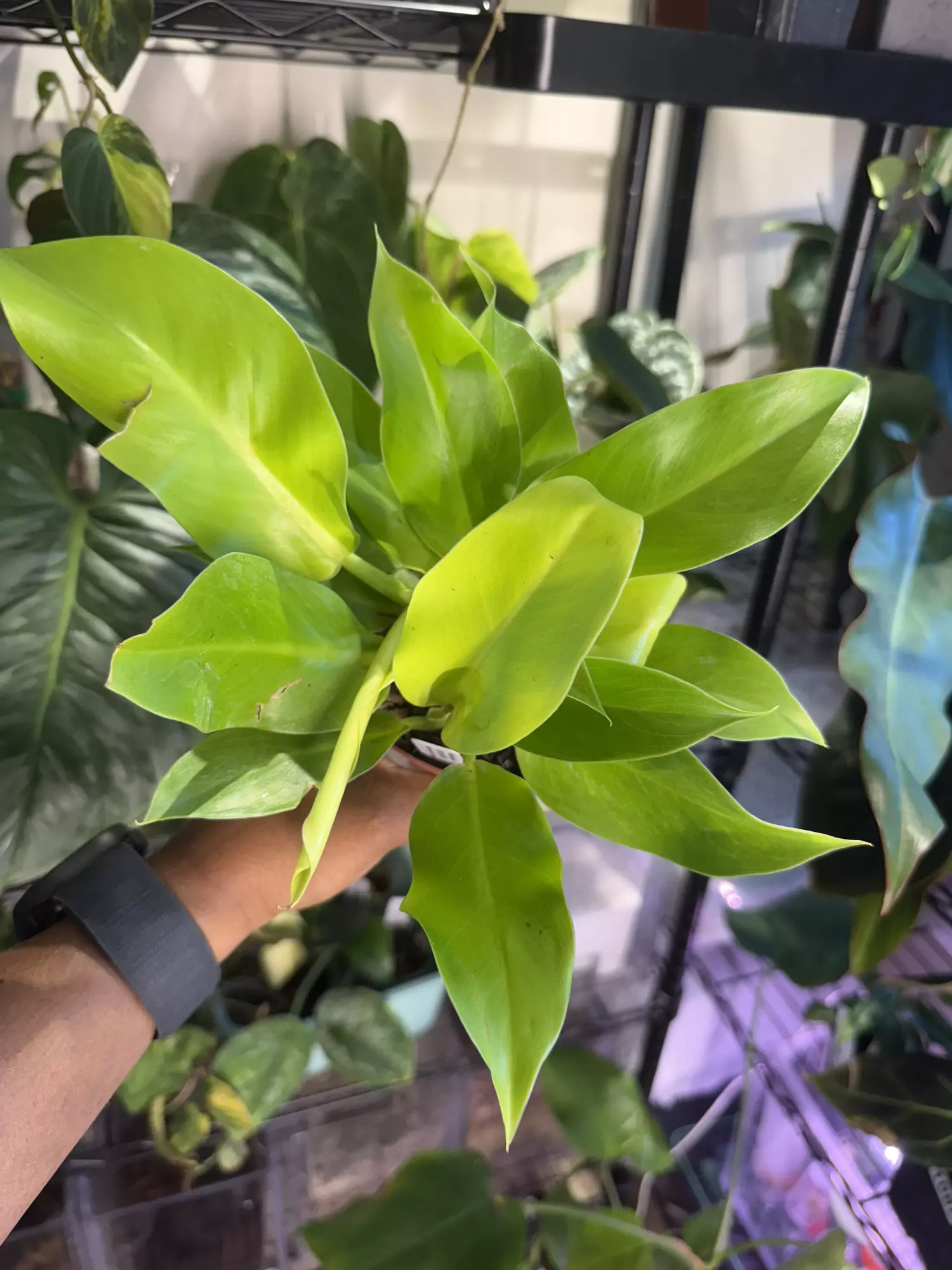 plant/Philodendron Moonlight-0