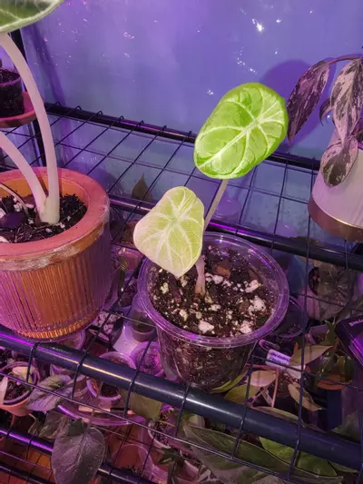 plant/Alocasia Ninja-2-thumbnail