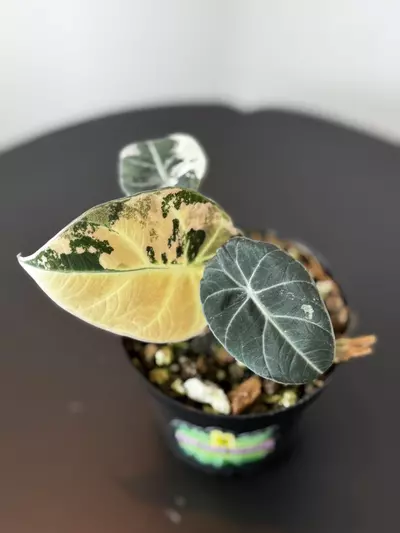 plant/Alocasia Pink Black Velvet-0-thumbnail