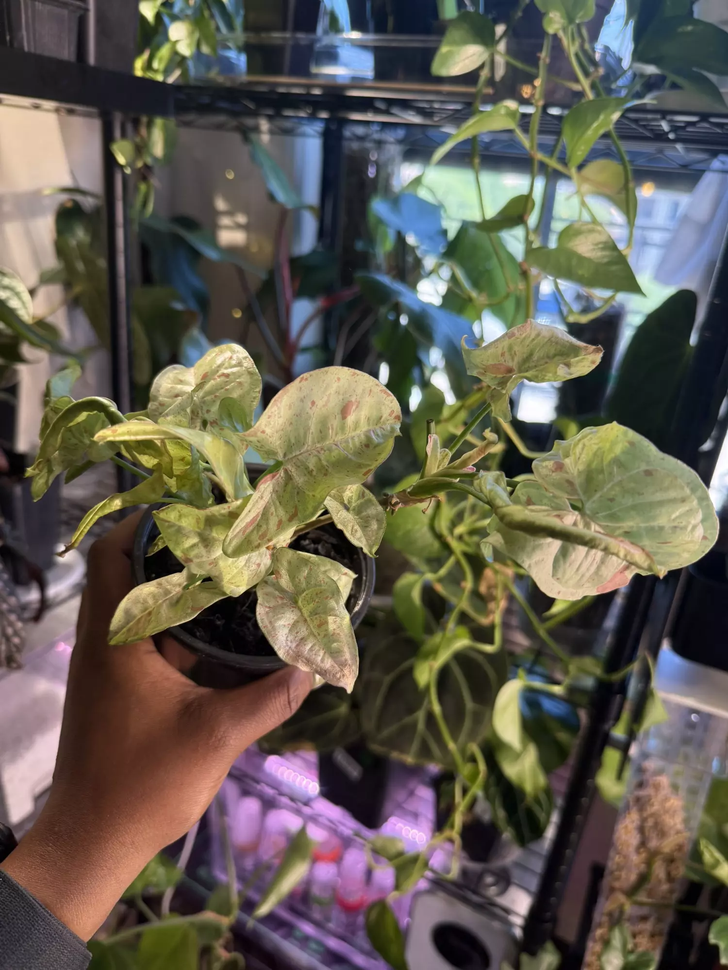 plant/Syngonium Milk Confetti-0