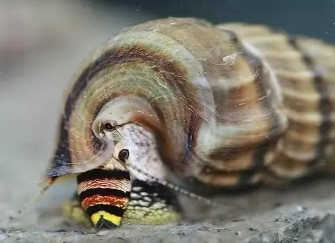 plant/Rare King Rabbit Snail addon only-0