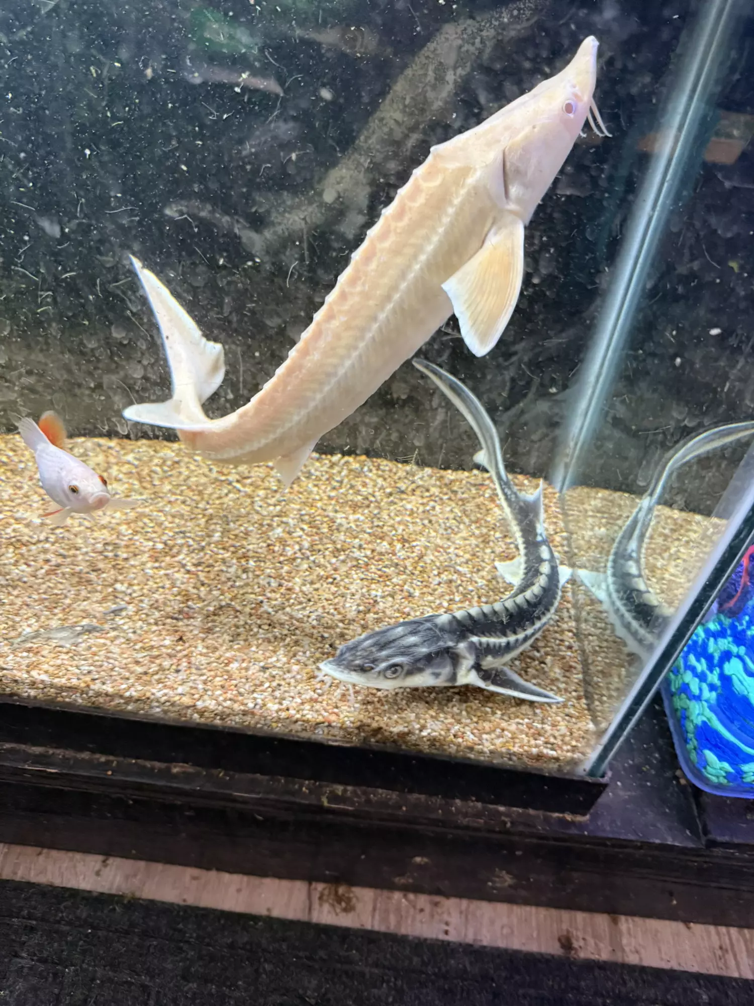 plant/Albino sterlet sturgeon-0