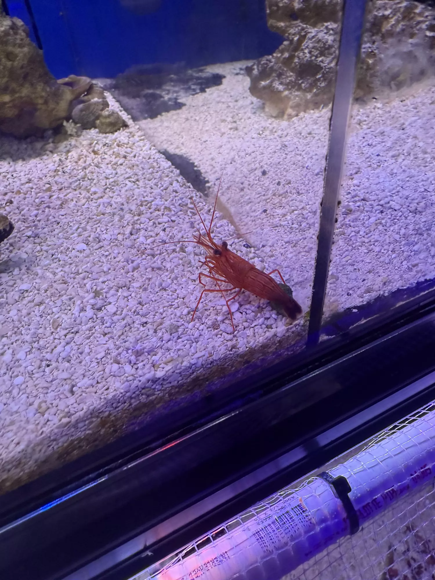 plant/Peppermint shrimp-0