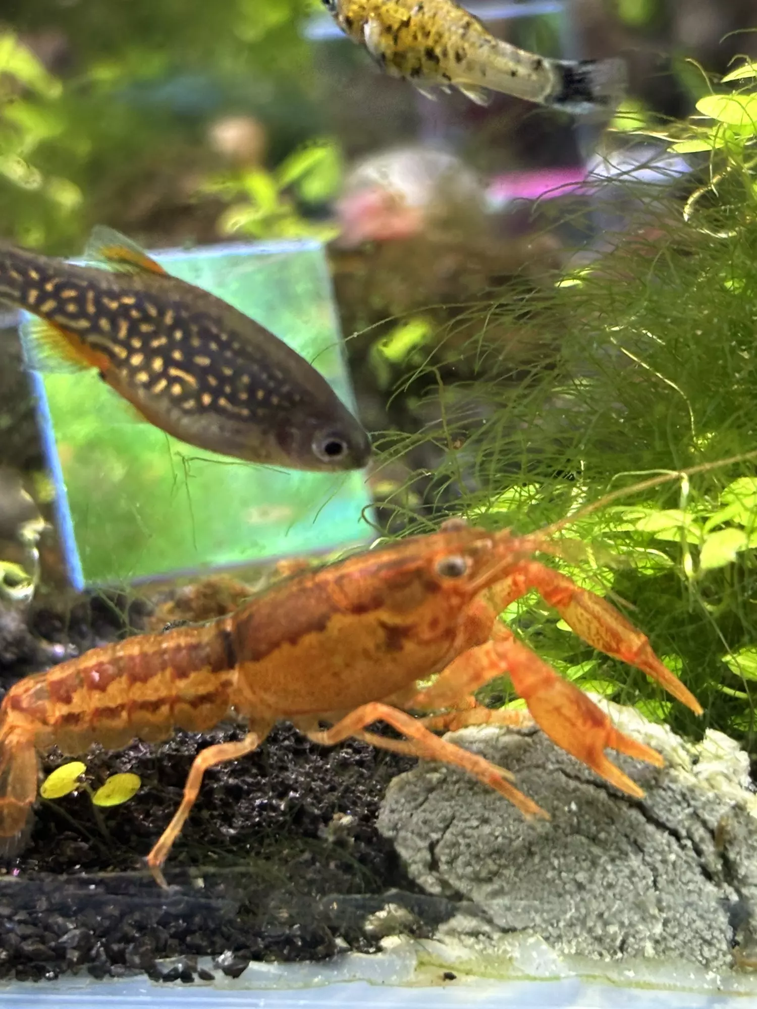 plant/Orange Dwarf Mexican Crayfish-0