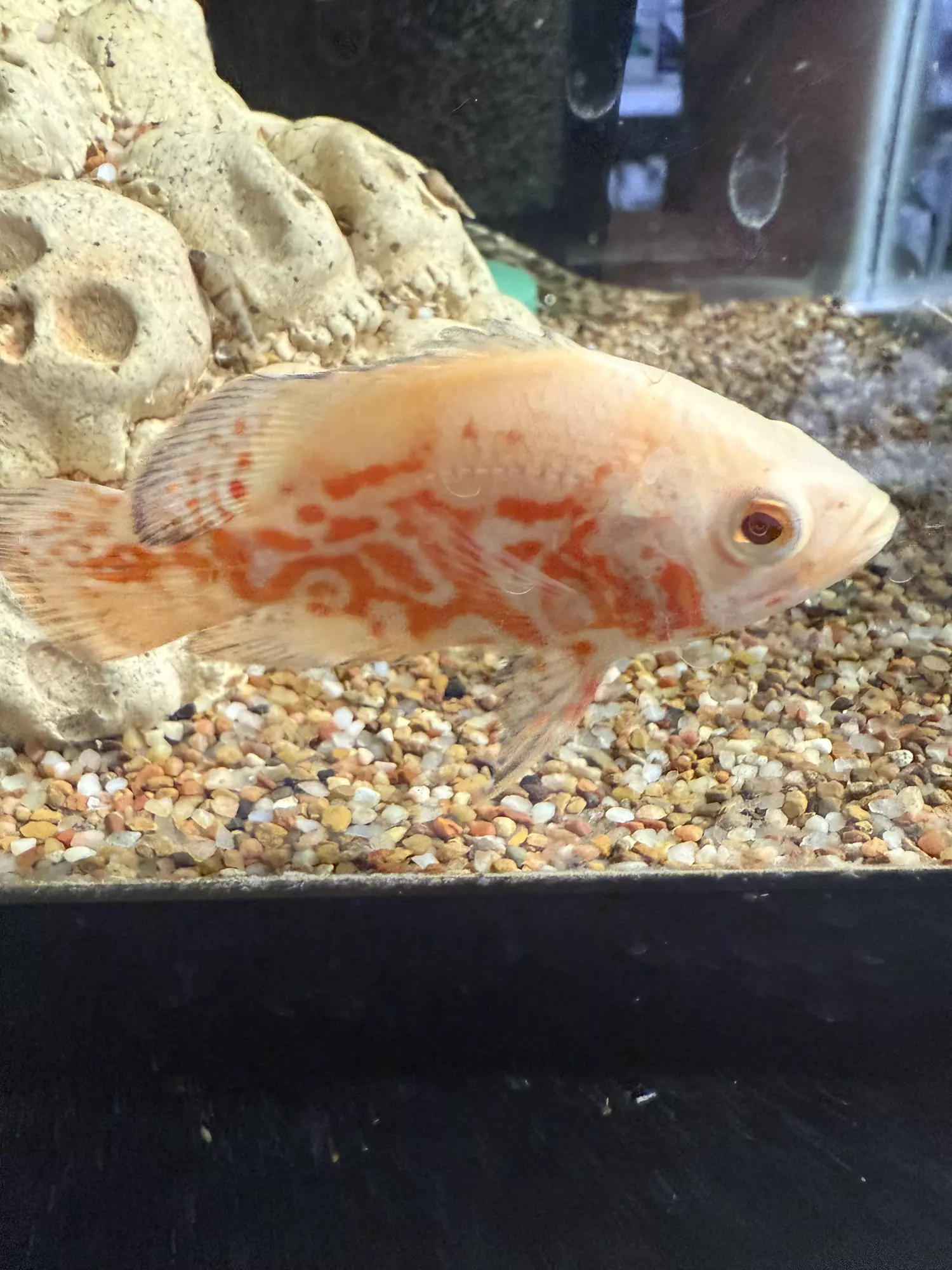 plant/Albino tiger Oscar 3 1/2-0