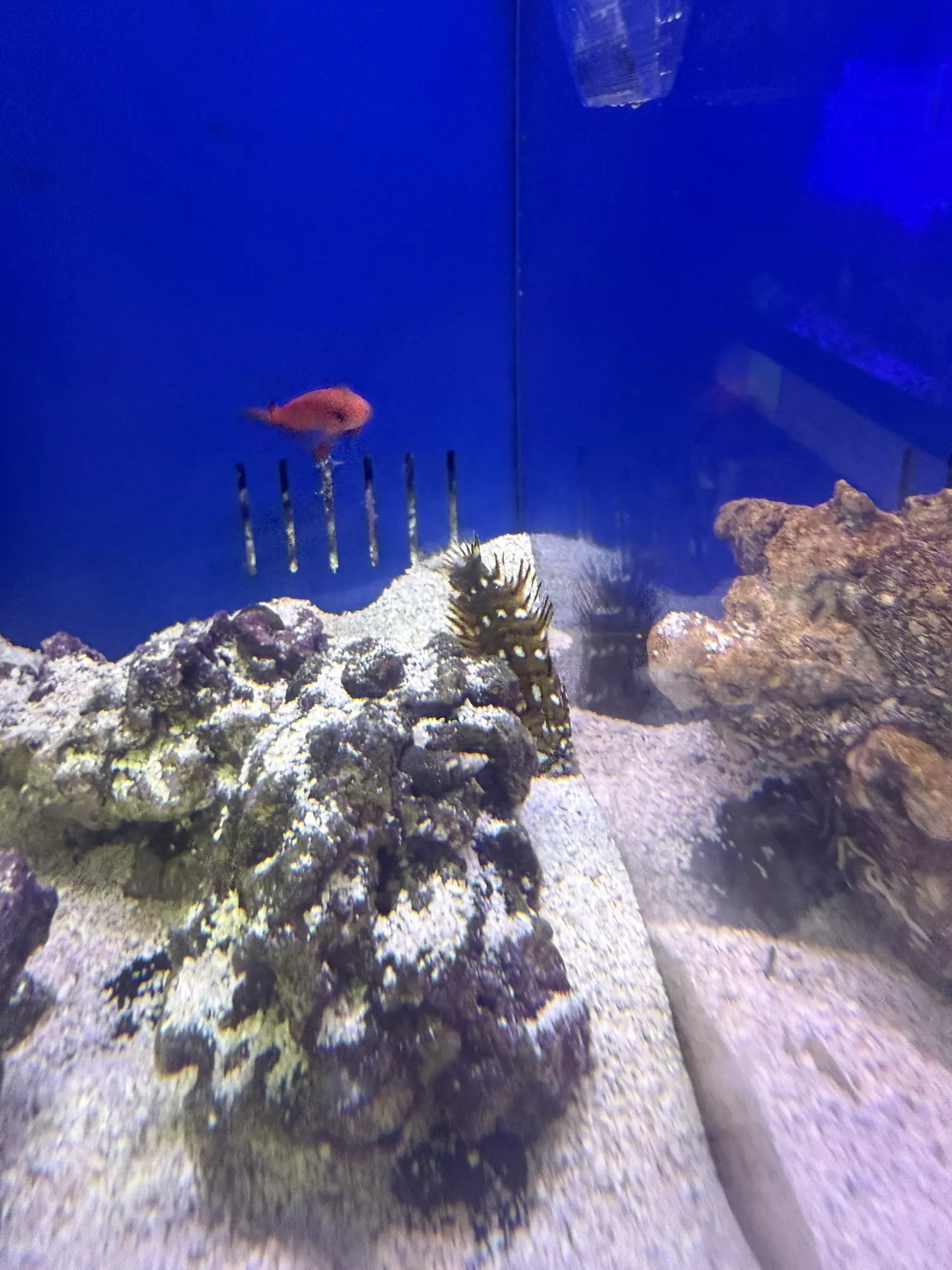plant/Dragon wrasse juvenile-0