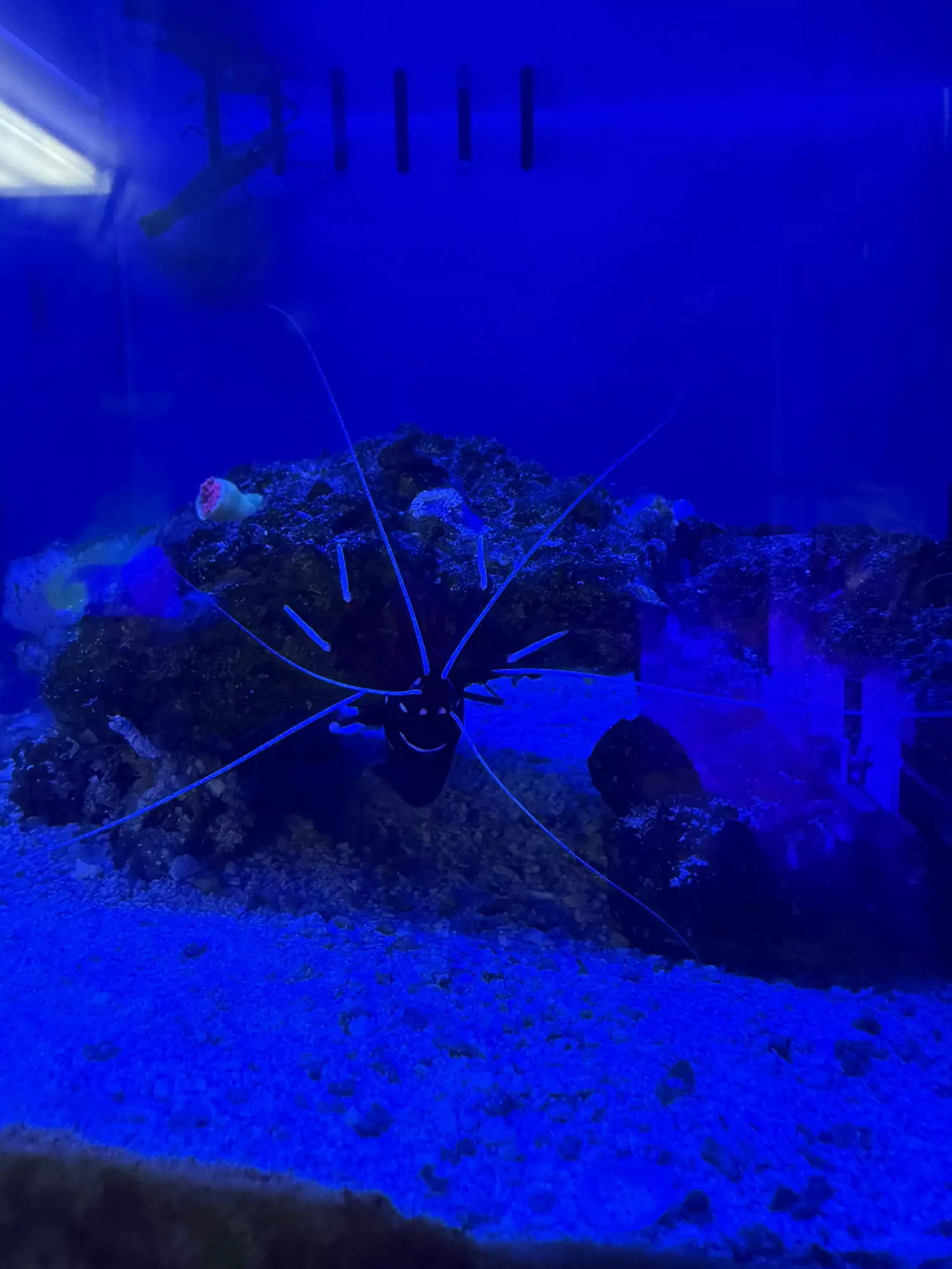 plant/Fire shrimp 3”-0