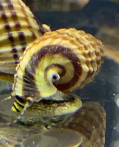 plant/Rare King Rabbit Snail addon only-1