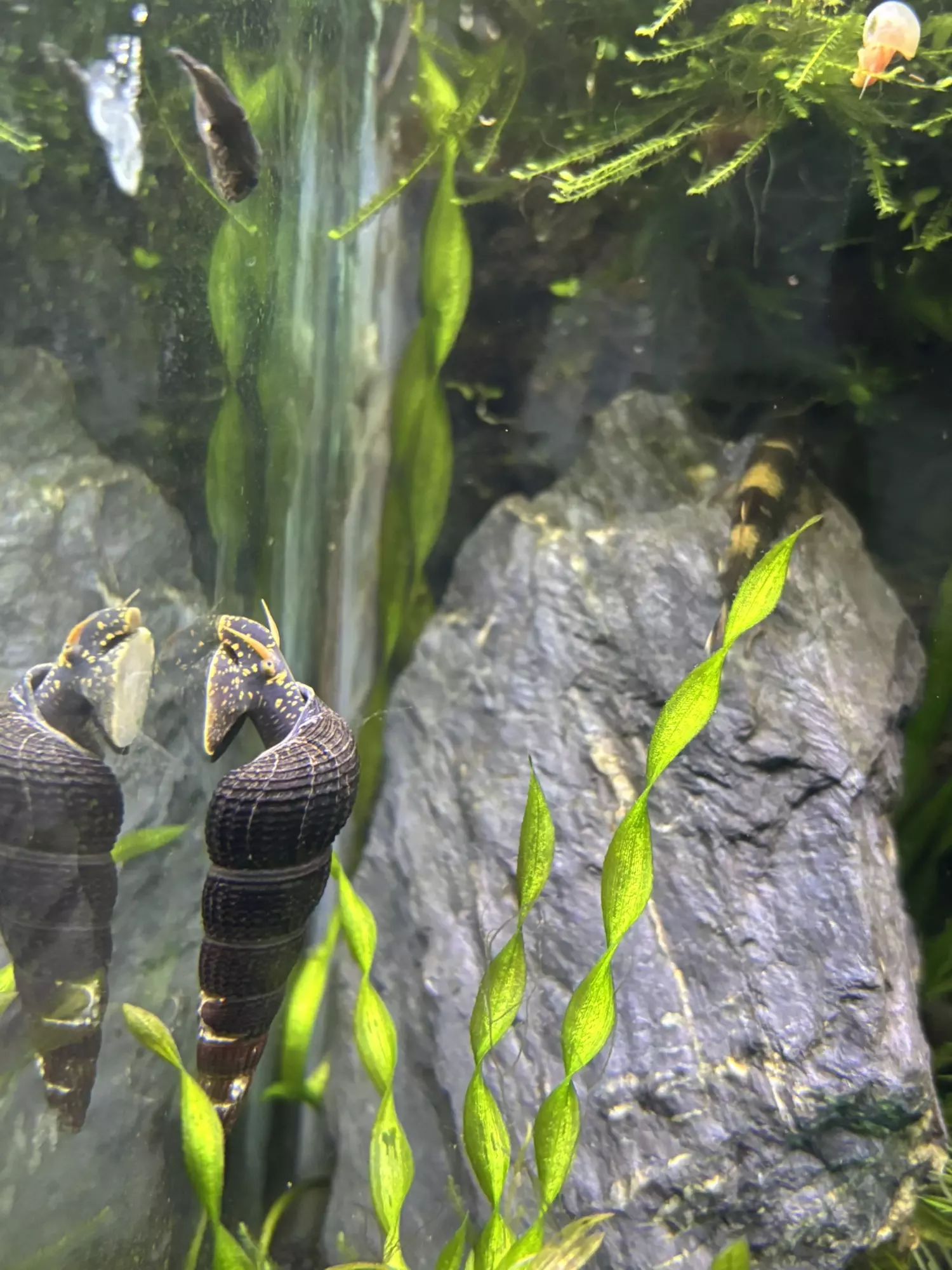 plant/Rare Yellow Antenae Rabbit Snail-0