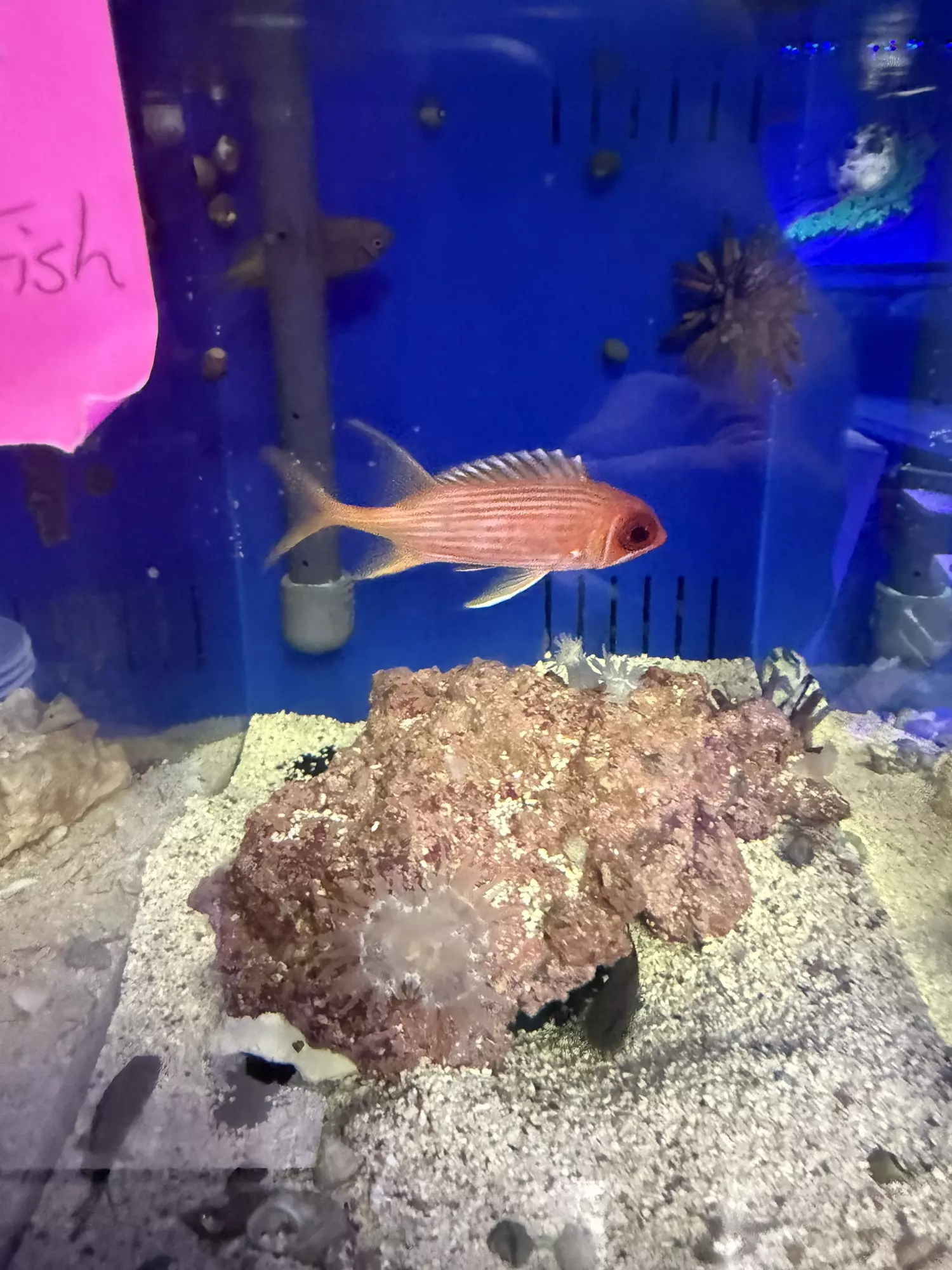plant/Long spine squirrel fish-0