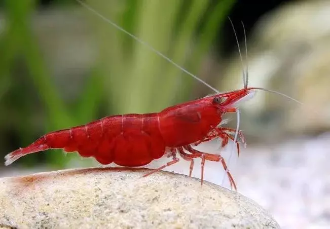 plant/Bloody Mary Premium Shrimp x4-0