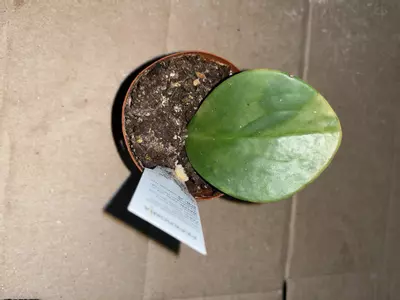 plant/Peperomia marble 2in-0-thumbnail